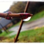 Regentag Tropfen